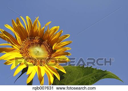 Stock Image - Sunflower. Fotosearch
