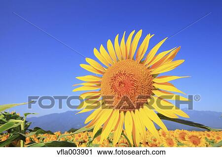 Sunflower View Large Photo Image Stock Image - Sunflower. Fotosearch