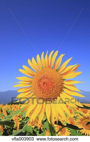 Sunflower View Large Photo Image Stock Image - Sunflower. Fotosearch