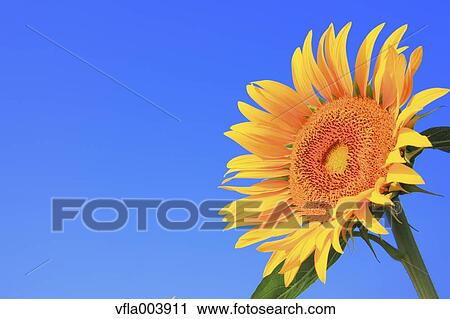 Sunflower View Large Photo Image Stock Image - Sunflower. Fotosearch