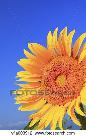 Sunflower View Large Photo Image Stock Image - Sunflower. Fotosearch