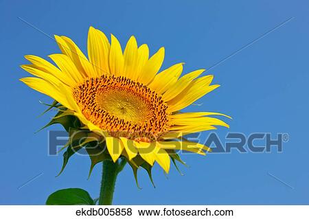 Sunflower View Large Photo Image Stock Photo - Sunflower. Fotosearch