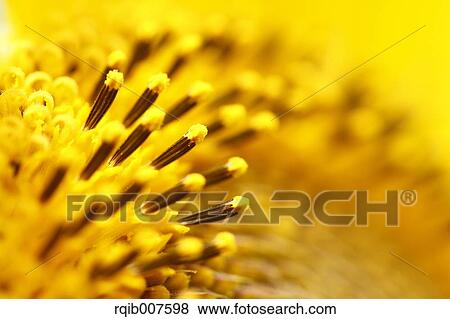 Stock Photo - Sunflower. Fotosearch