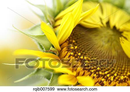 Sunflower View Large Photo Image Stock Photo - Sunflower. Fotosearch