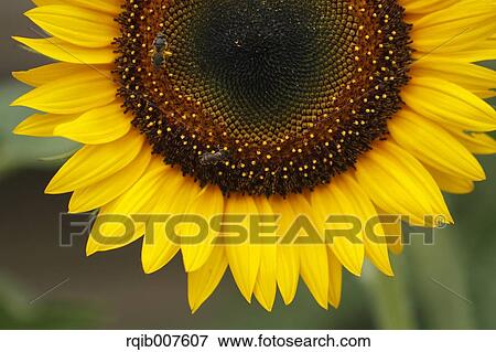 Stock Photo - Sunflower. Fotosearch