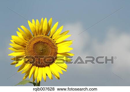 Sunflower View Large Photo Image Stock Photo - Sunflower. Fotosearch