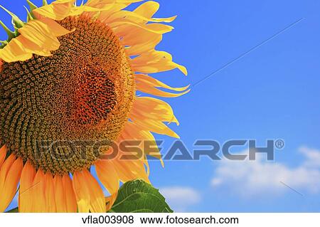 Sunflower View Large Photo Image Stock Photo - Sunflower. Fotosearch