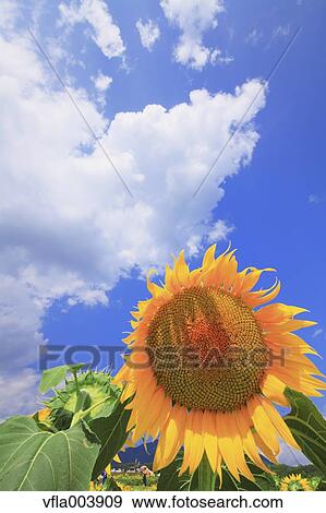 Sunflower View Large Photo Image Stock Photo - Sunflower. Fotosearch