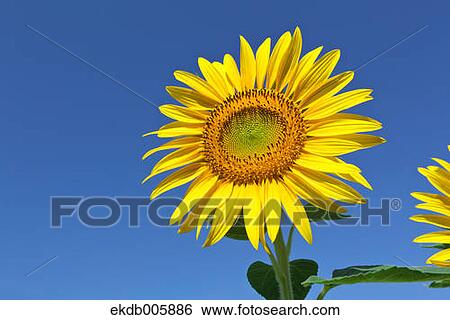 Sunflower View Large Photo Image Stock Photograph - Sunflower. Fotosearch