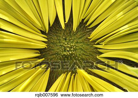 Sunflower View Large Photo Image Stock Photograph - Sunflower. Fotosearch
