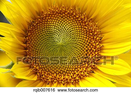 Stock Photograph - Sunflower. Fotosearch