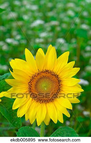 Sunflower View Large Photo Image Stock Photography - Sunflower. Fotosearch