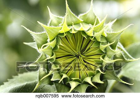 Sunflower View Large Photo Image Stock Photography - Sunflower. Fotosearch