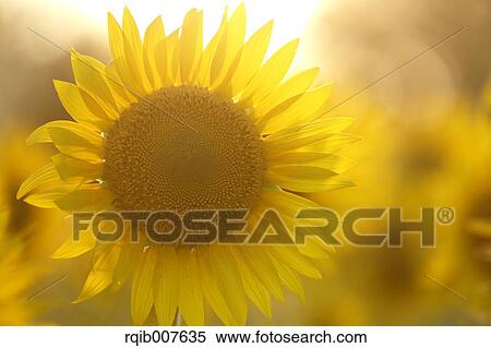 Sunflower View Large Photo Image Stock Photography - Sunflower. Fotosearch