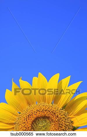 Sunflower View Large Photo Image Stock Photography - Sunflower. Fotosearch