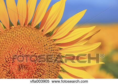 Stock Photography - Sunflower. Fotosearch