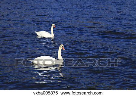 Swans View Large Photo Image Stock Photography - Swans. Fotosearch