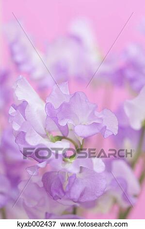 Sweet Pea Flowers View Large Photo Image Stock Photo - Sweet Pea Flowers. Fotosearch