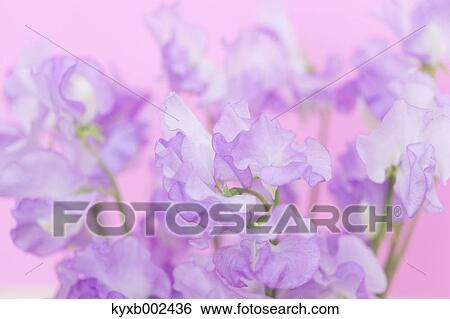 Sweet Pea Flowers View Large Photo Image Stock Photograph - Sweet Pea Flowers. Fotosearch