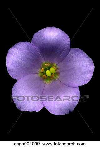 Texas Bluebell View Large Photo Image Stock Photo - Texas Bluebell. Fotosearch