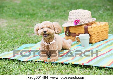 Toy poodle in a park View Large Photo Image Picture - Toy poodle in a park. Fotosearch