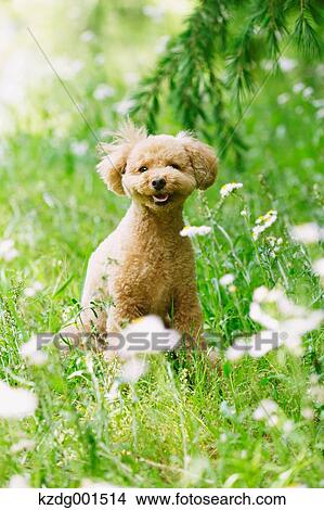 Toy poodle in a park View Large Photo Image Picture - Toy poodle in a park. Fotosearch
