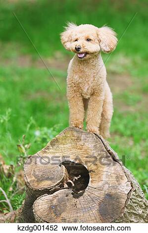 Stock Image - Toy poodle in a park. Fotosearch