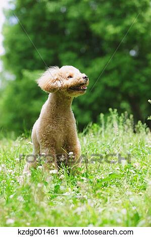 Toy poodle in a park View Large Photo Image Stock Image - Toy poodle in a park. Fotosearch