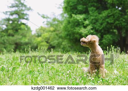 Toy poodle in a park View Large Photo Image Stock Image - Toy poodle in a park. Fotosearch
