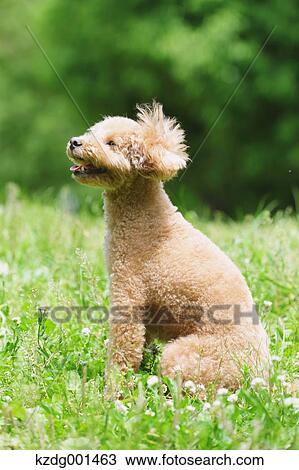 Stock Image - Toy poodle in a park. Fotosearch