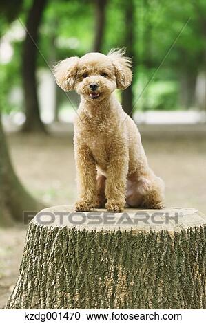 Stock Image - Toy poodle in a park. Fotosearch
