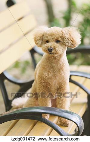 Toy poodle in a park View Large Photo Image Stock Image - Toy poodle in a park. Fotosearch