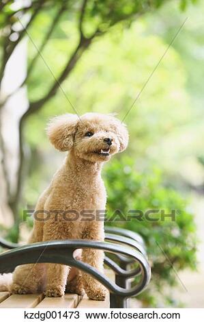 Toy poodle in a park View Large Photo Image Stock Image - Toy poodle in a park. Fotosearch
