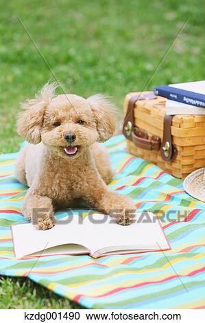 Stock Image - Toy poodle in a park. Fotosearch