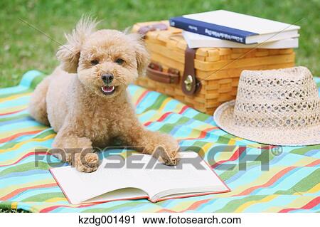 Toy poodle in a park View Large Photo Image Stock Image - Toy poodle in a park. Fotosearch