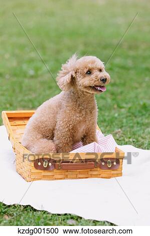 Toy poodle in a park View Large Photo Image Stock Image - Toy poodle in a park. Fotosearch