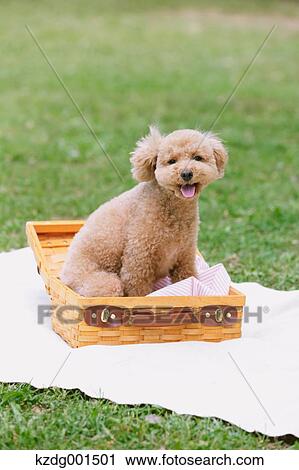 Stock Image - Toy poodle in a park. Fotosearch