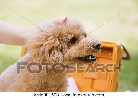 Stock Image - Toy poodle in a park. Fotosearch