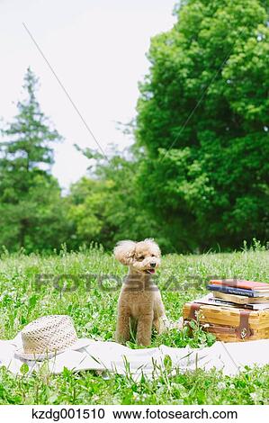 Toy poodle in a park View Large Photo Image Stock Image - Toy poodle in a park. Fotosearch