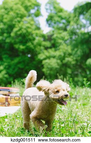 Stock Image - Toy poodle in a park. Fotosearch