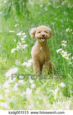 Toy poodle in a park View Large Photo Image Stock Image - Toy poodle in a park. Fotosearch