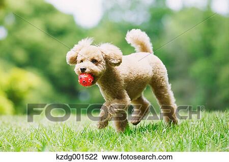 Toy poodle in a park View Large Photo Image Stock Image - Toy poodle in a park. Fotosearch