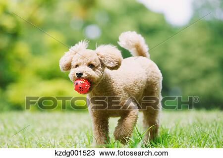 Stock Image - Toy poodle in a park. Fotosearch