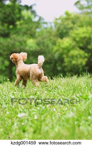 Stock Photo - Toy poodle in a park. Fotosearch