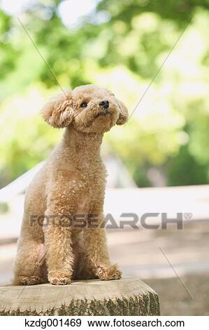 Stock Photo - Toy poodle in a park. Fotosearch