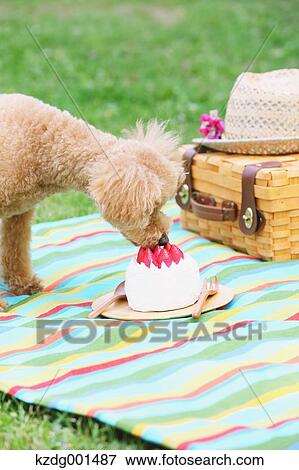 Stock Photo - Toy poodle in a park. Fotosearch