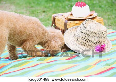 Toy poodle in a park View Large Photo Image Stock Photo - Toy poodle in a park. Fotosearch