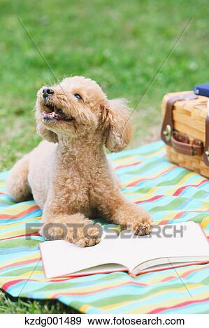 Toy poodle in a park View Large Photo Image Stock Photo - Toy poodle in a park. Fotosearch