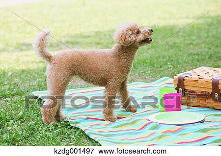 Toy poodle in a park View Large Photo Image Stock Photo - Toy poodle in a park. Fotosearch