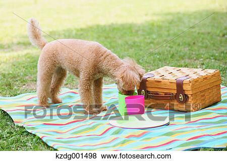 Stock Photo - Toy poodle in a park. Fotosearch